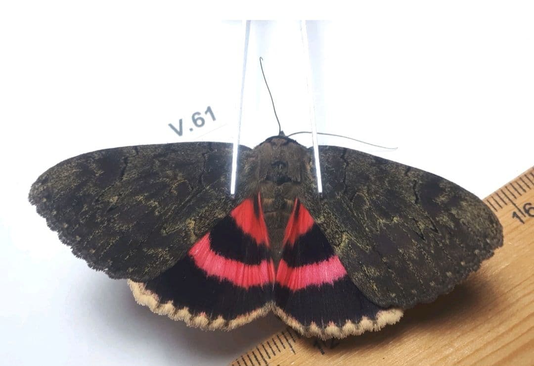 Catocala cara 3頭セット