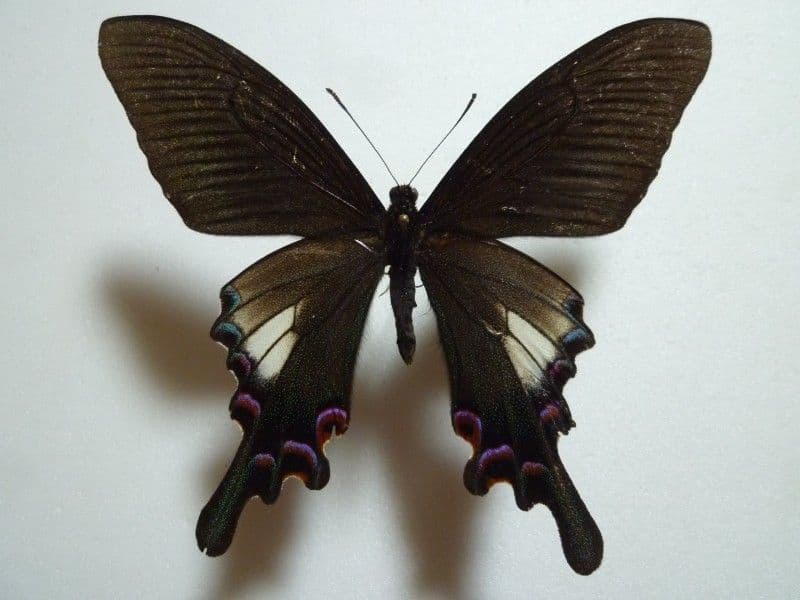 【外国産蝶標本】シナカラスアゲハ/雲南省.昆明産/96mm