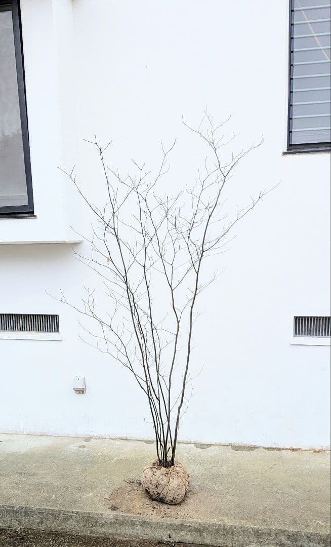 優良株。山採りクロモジ。