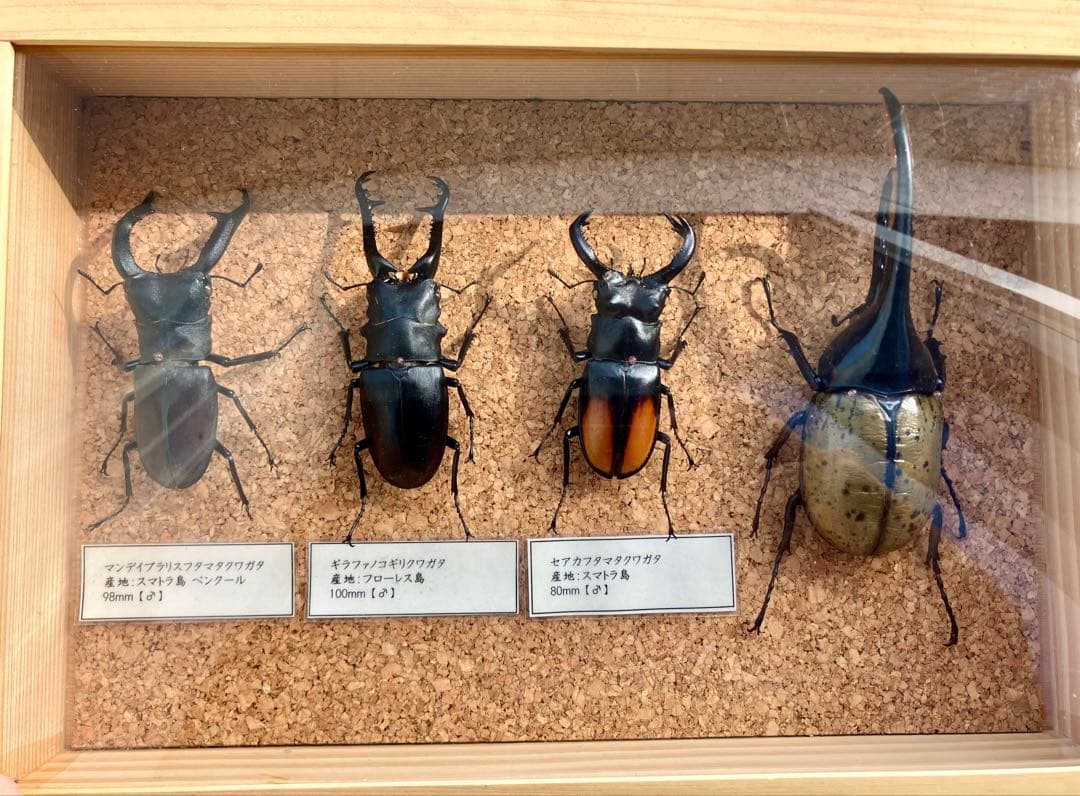 昆虫標本セット（4体）　ヘラクレスオオカブト　マンデイブラリス　ギラファ