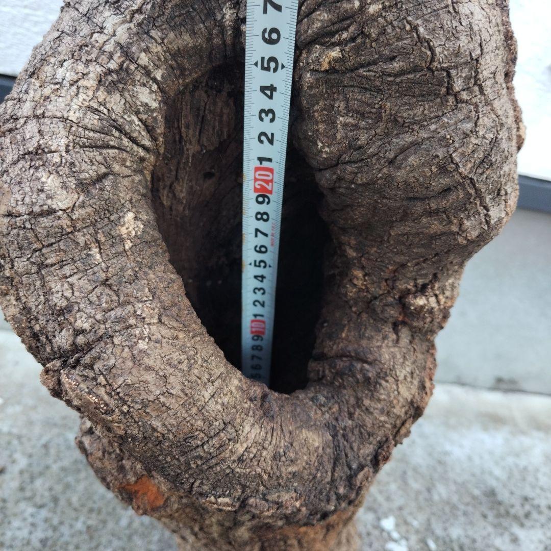 クヌギ　カブトムシ　クワガタ用