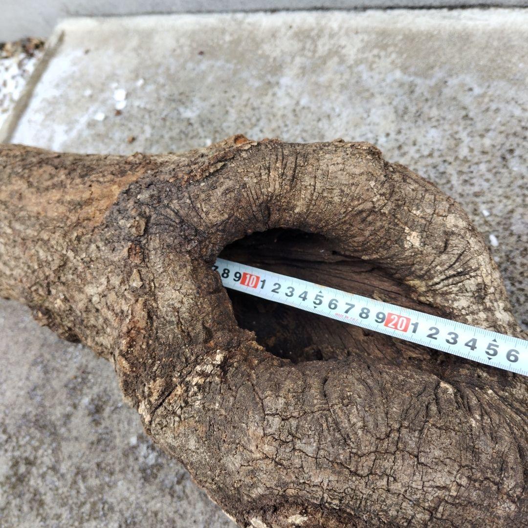 クヌギ　カブトムシ　クワガタ用