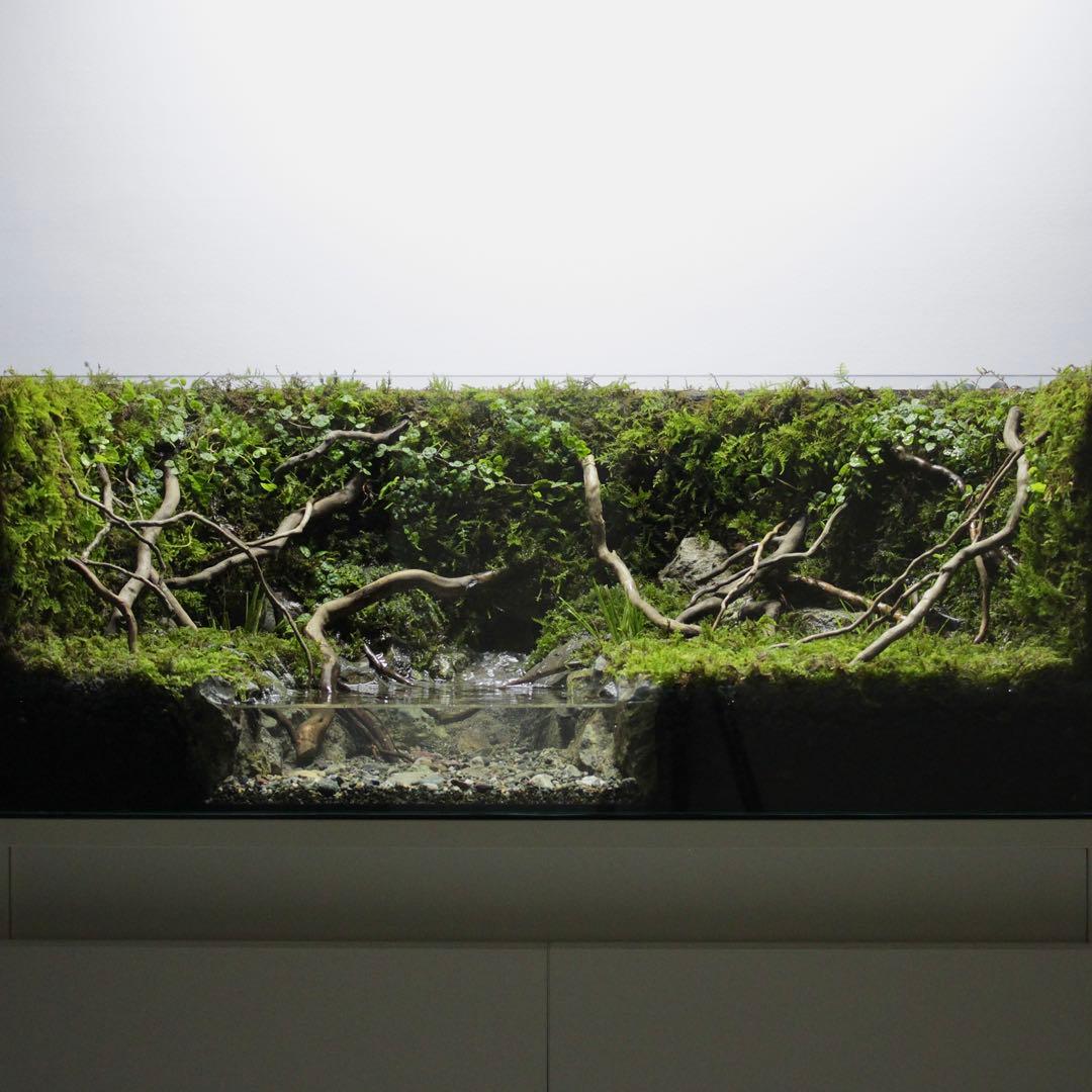 夕方　オーダー作品　アクアテラリウム　イモリウム