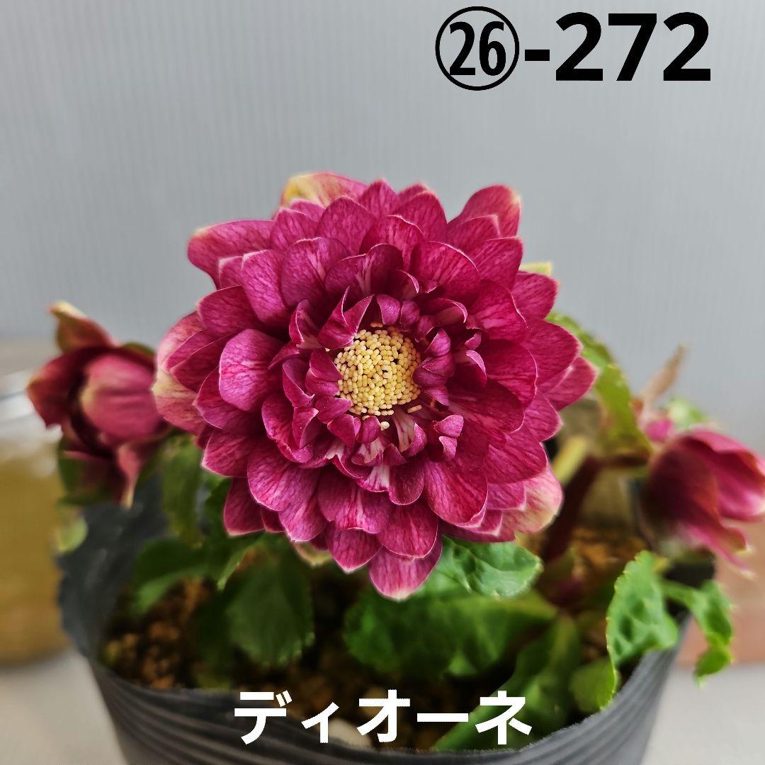 ㉖-272クリスマスローズ