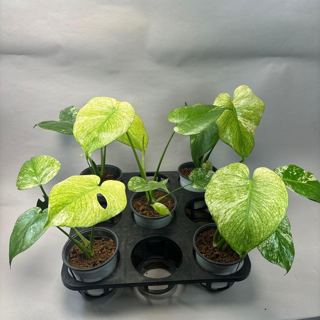 S*T様 5株セットms41【特別選抜】ホワイトモンスター／天津蘭 モンステラ斑