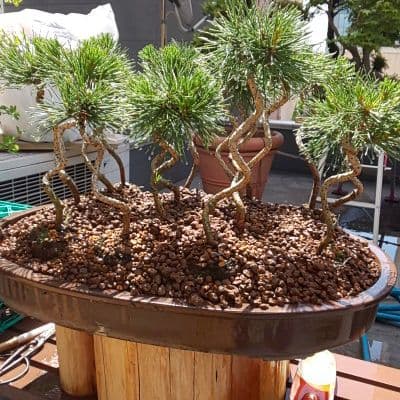 盆栽    三河産黒松