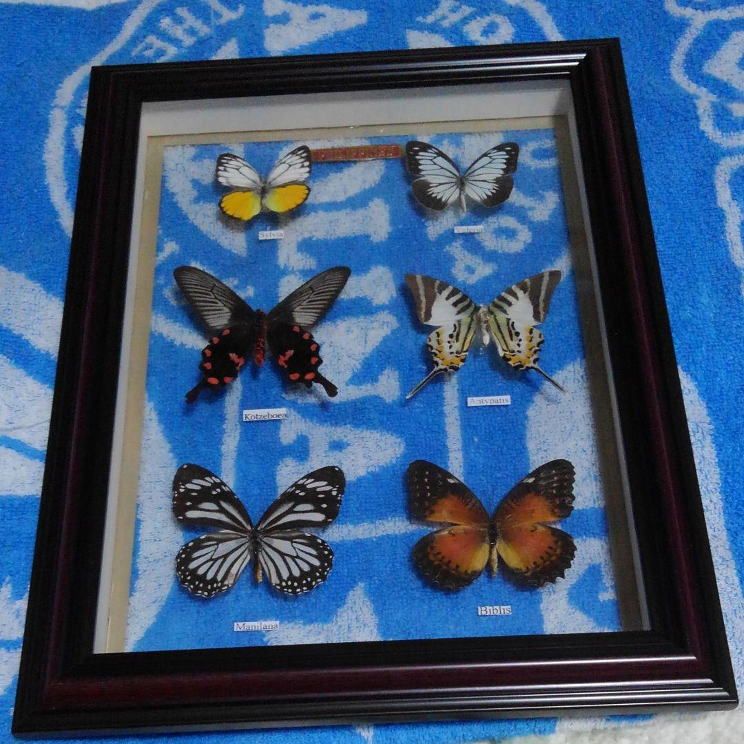 ！蝶蝶の標本!
