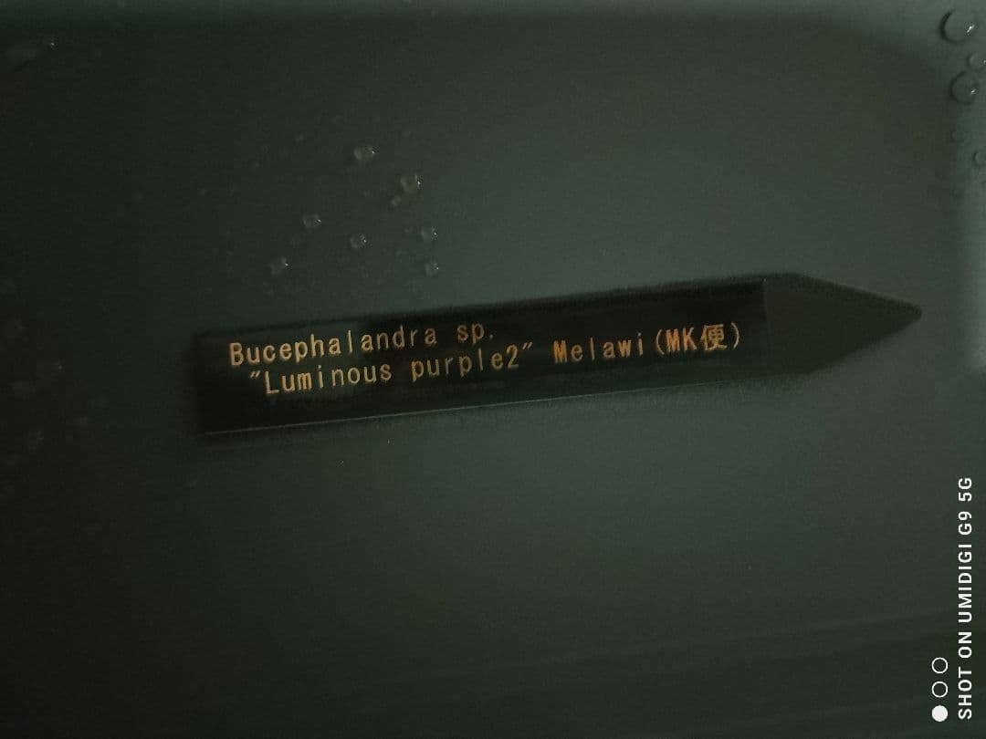 ブセファランドラ ルミナス パープル2 メラウィ Bucephalandra
