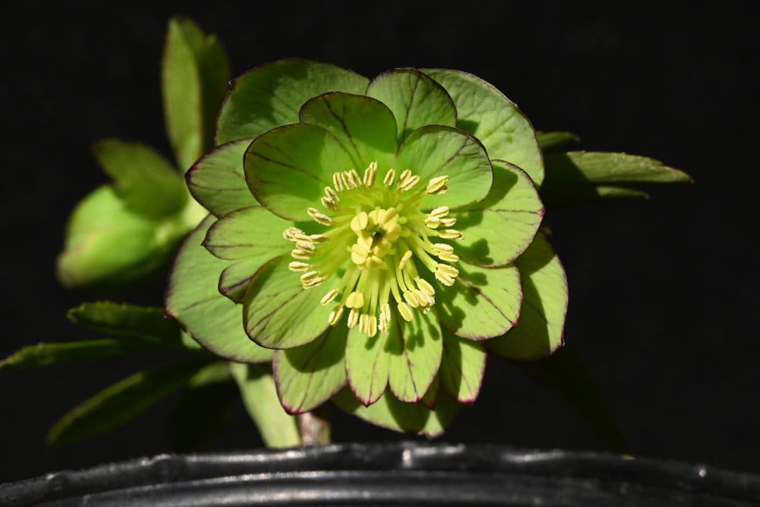 クリスマスローズ　Wild　Collection　加藤農園