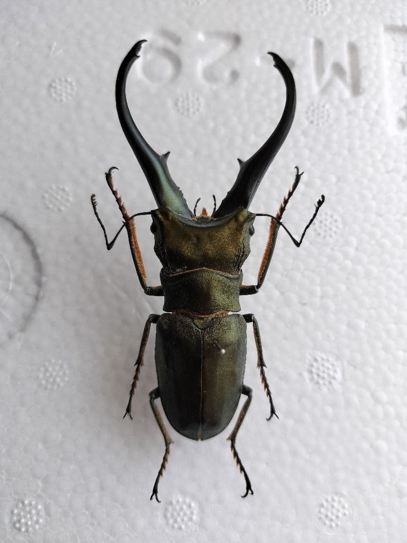 特大モンギローニホソアカクワガタ標本（超貴重）