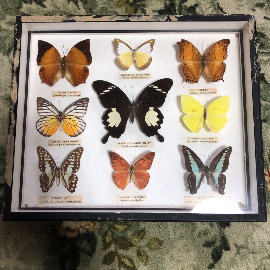 東南アジア系の蝶の標本です。