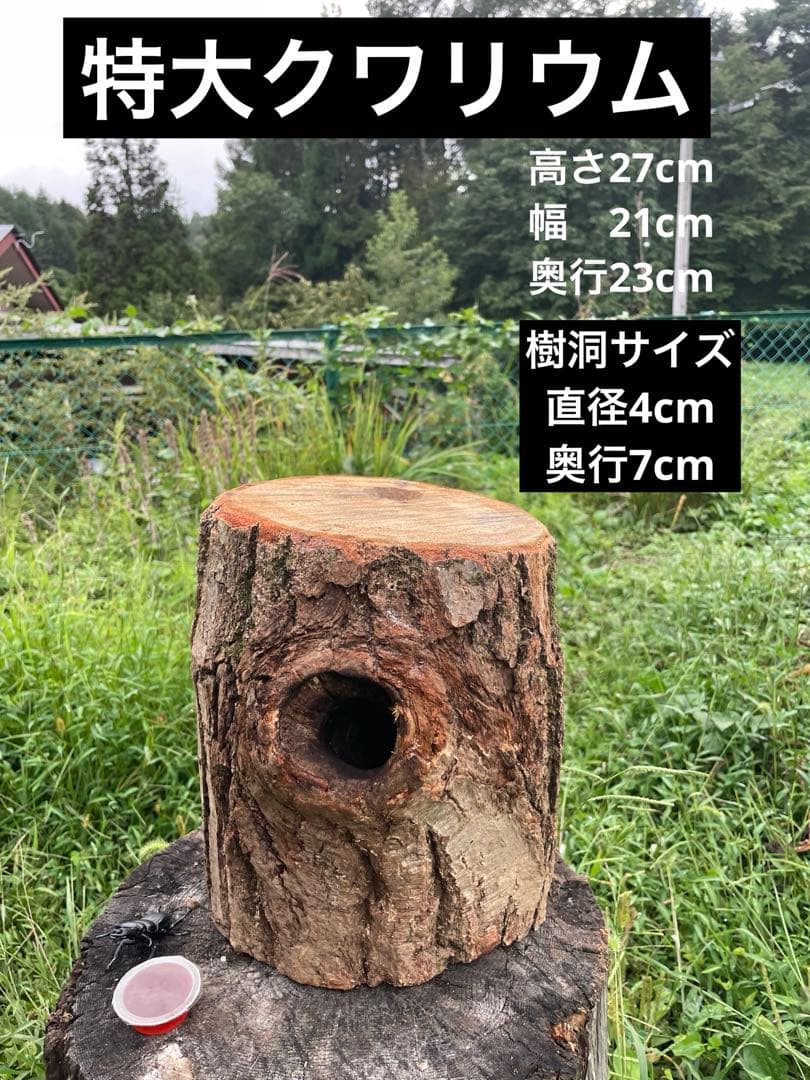 クワリウム　特大サイズ　シェルター　登り木　エサ台