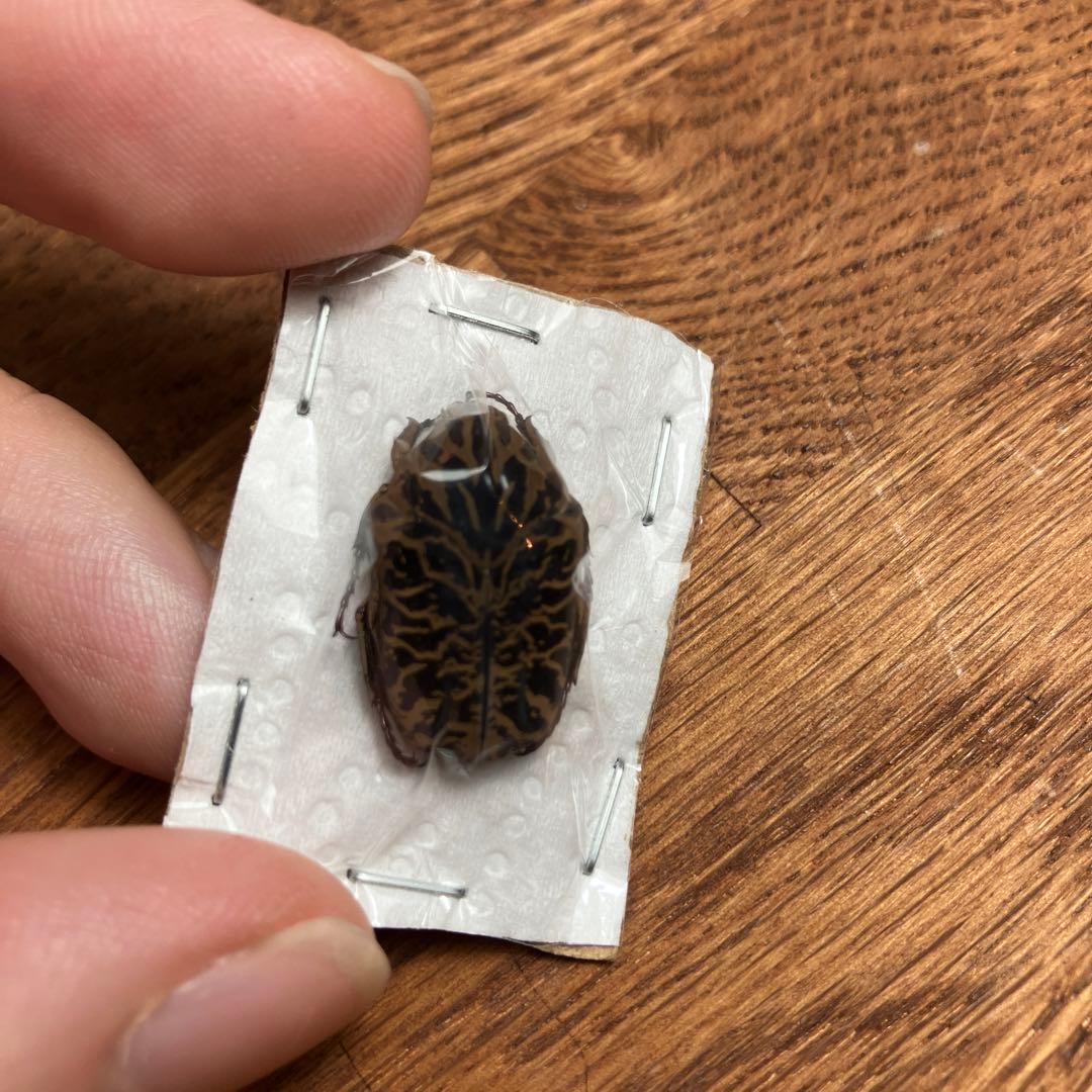 ホウシャハナムグリ