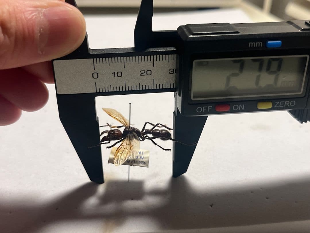 【開翅標本】パラポネラ アシナガアリ いきもの大図鑑 蟻 クロオオアリ