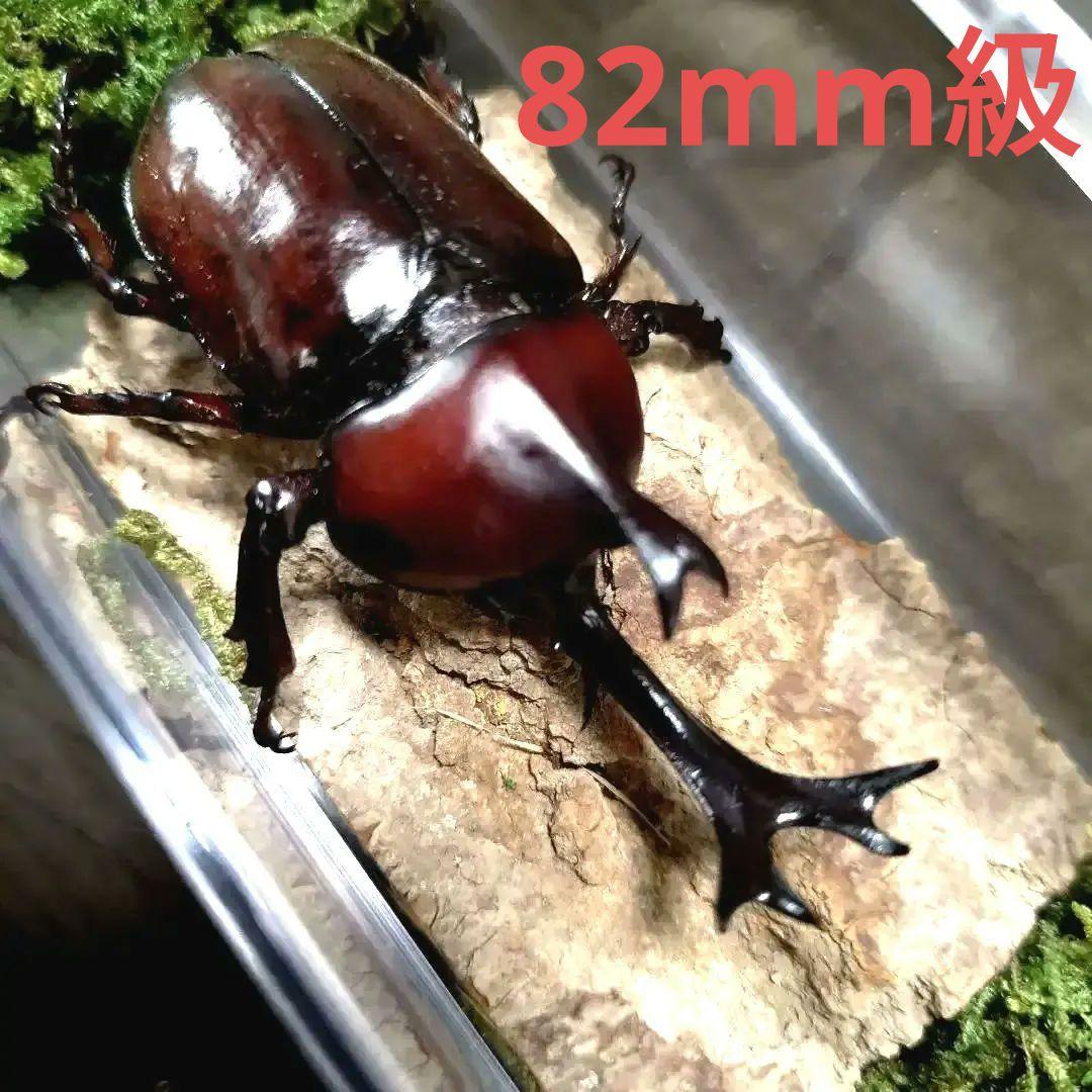 野生82mm頭角19.4mm胸角幅6mmぐらい美しいレッド赤超特大カブトムシ標本