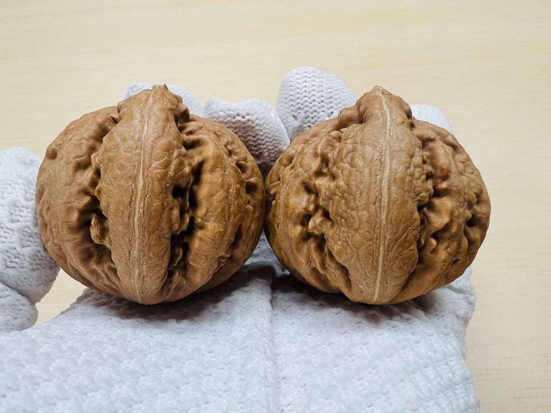 ソノラン様专用 文玩堂：ティラノサウルス（コレクションおよびティラノサウルス）