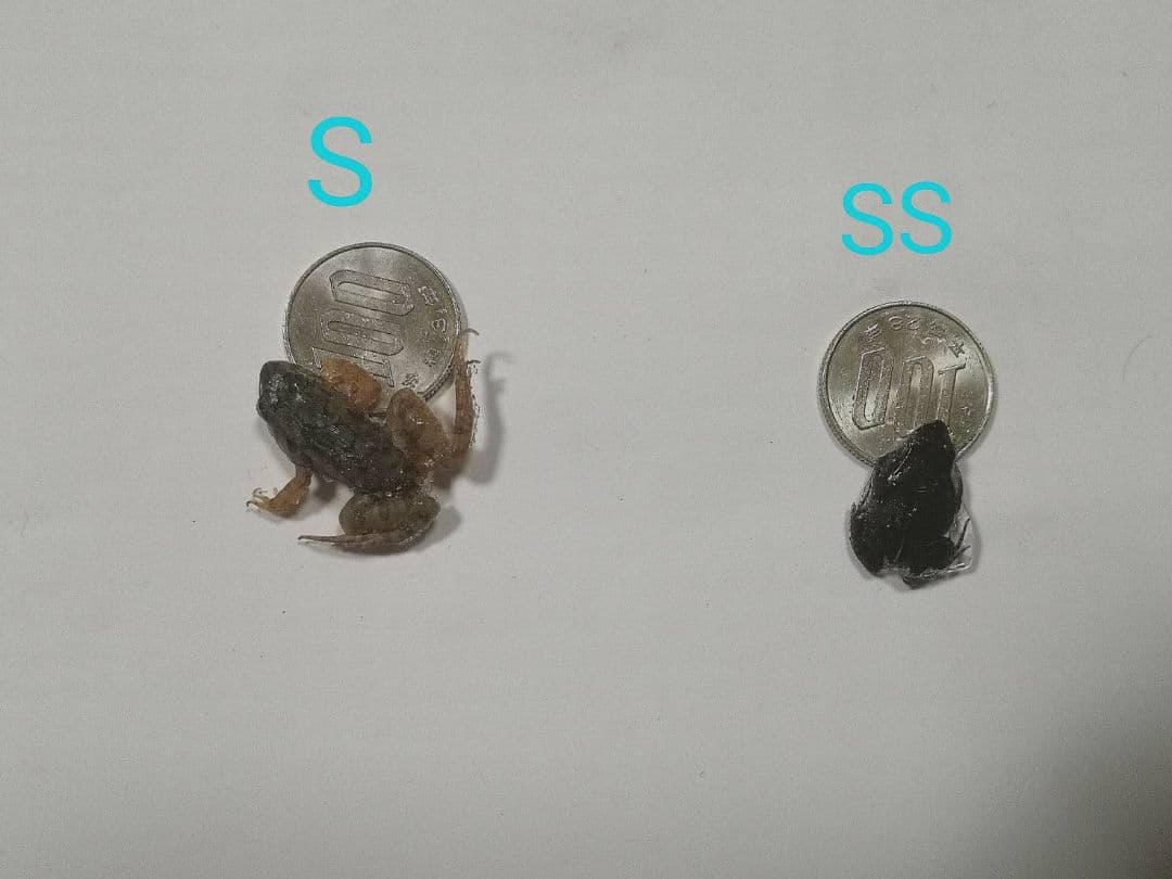 5百匹【冷凍】S 餌用カエル ヌマガエル 蛇の餌 爬虫類 ピンクマウスの代用