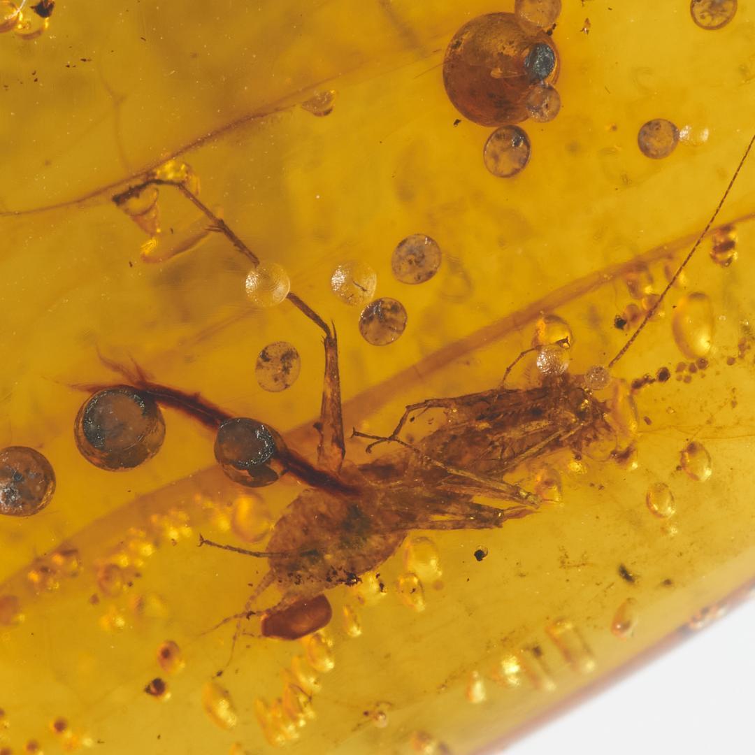 レア極上品 PA0077虫入り琥珀化石　ミャンマーカムティかタナイ9900万年前