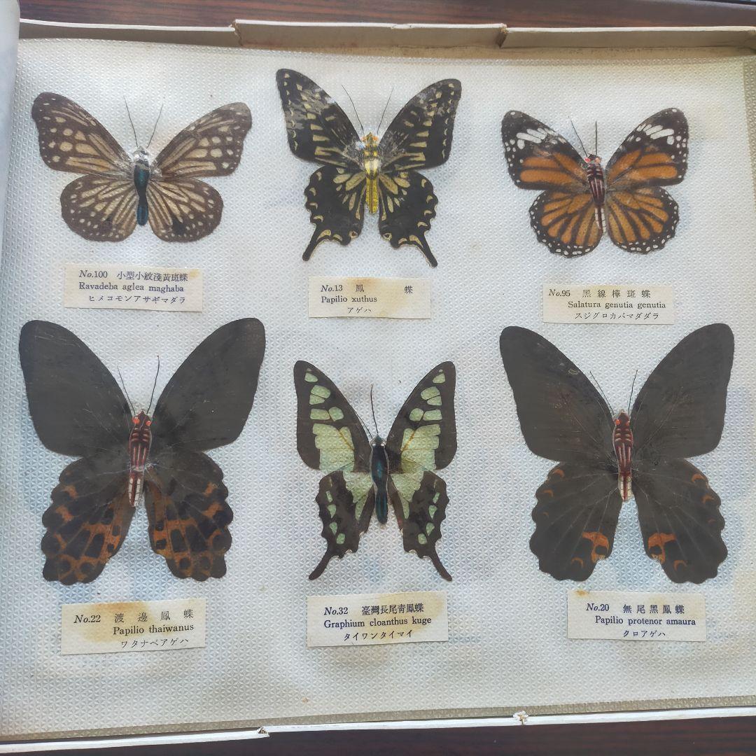 台湾産蝶類 標本 No. 100　101枚　中国