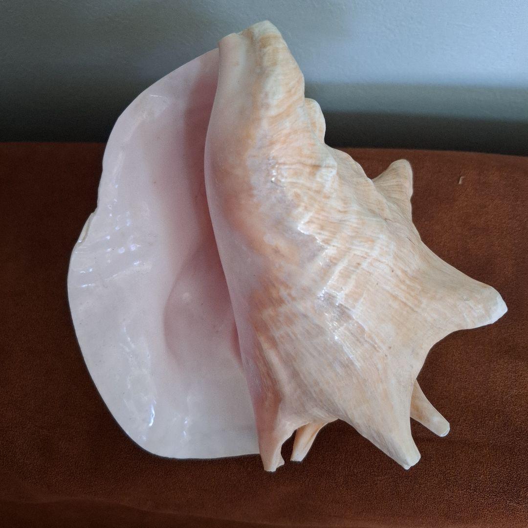 クイーンコンクシェル　巻き貝　カリブ海　有機質宝石の元　コンク貝