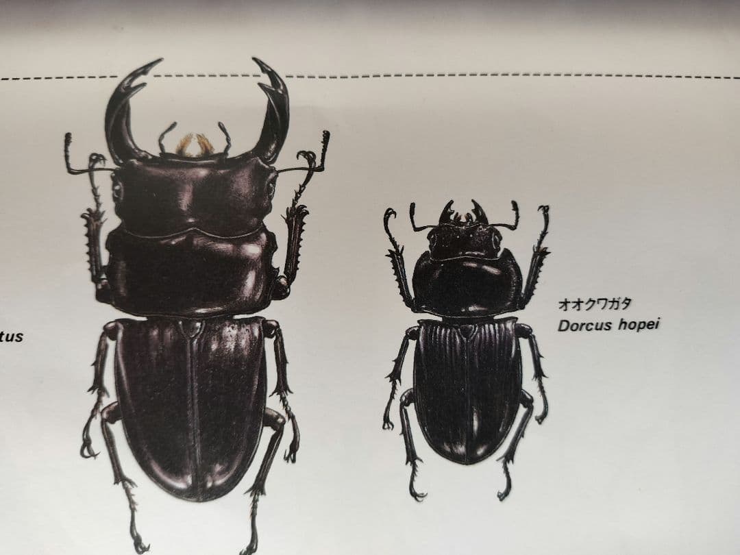 BE-PAL ビーパル カレンダー 新品未使用 1991年動物編　ヴィンテージ