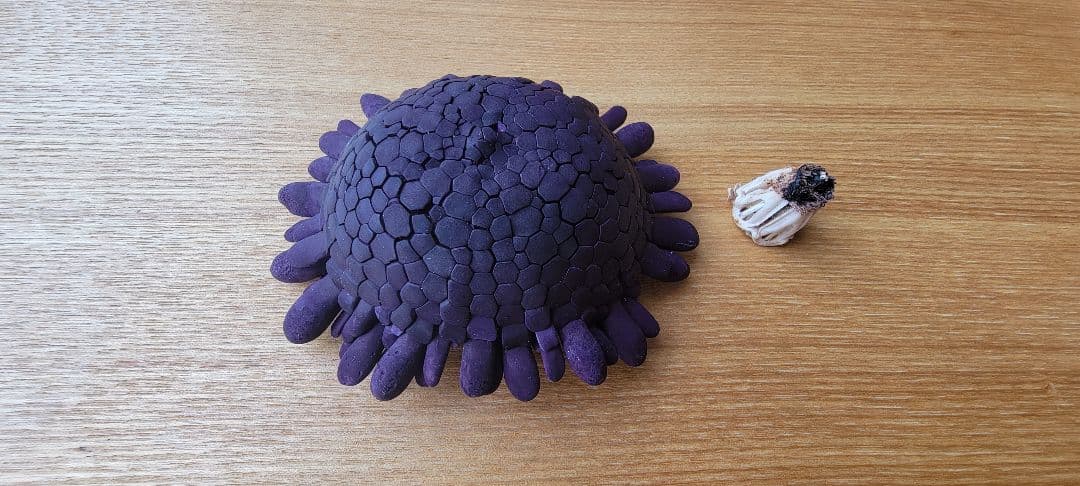 ミナミジンガサウニ　骨格標本