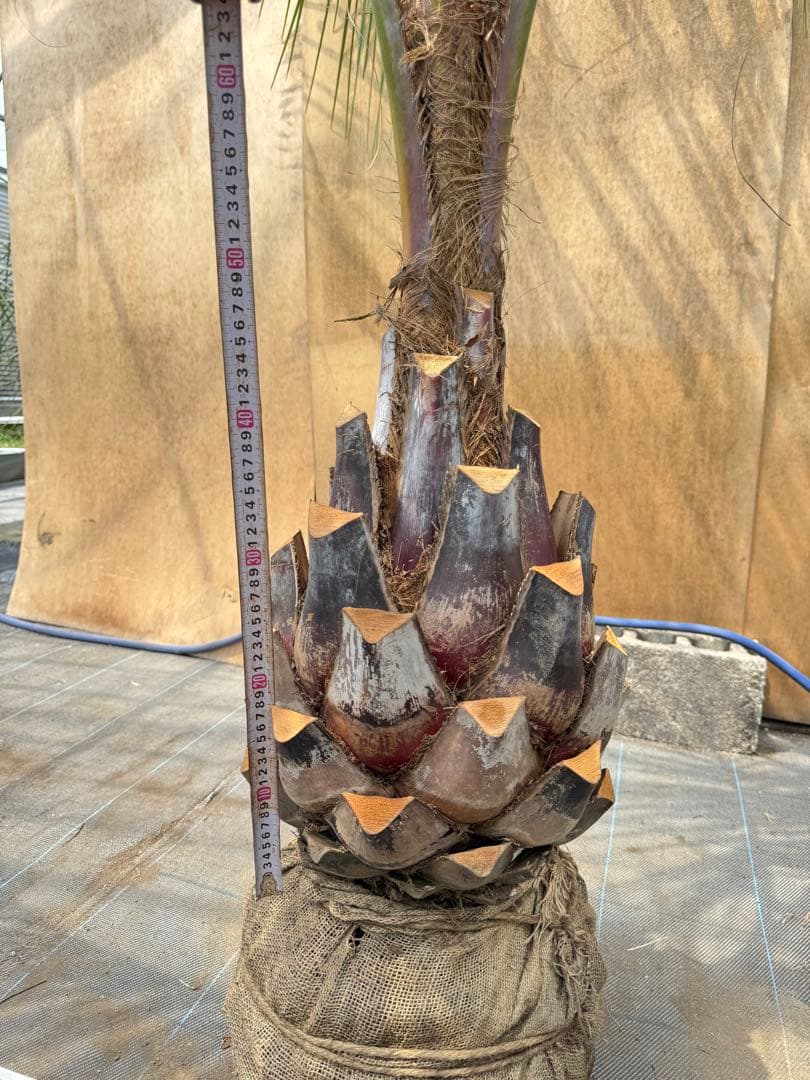 ココスヤシシルバーリーフ【極太】葉先250cm幹回り100cm 幹高50cm