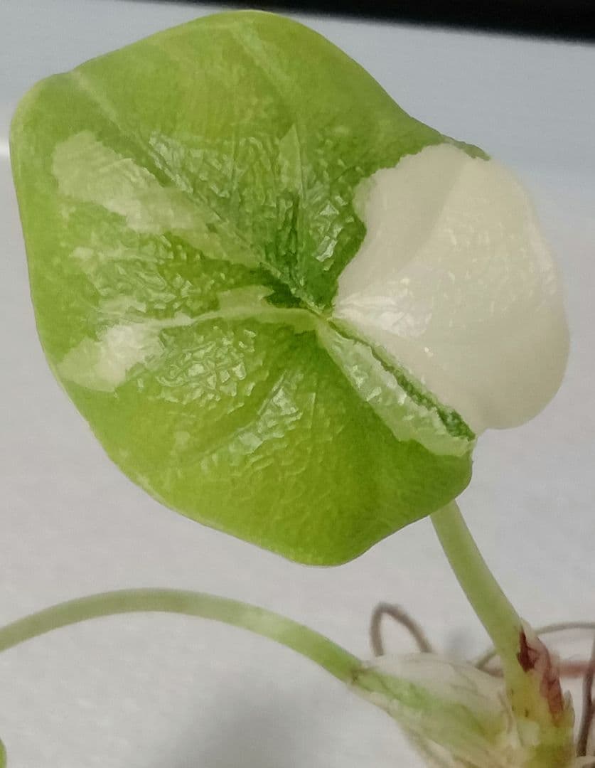 あ*き様 アロカシア メロ アルボ 斑入り