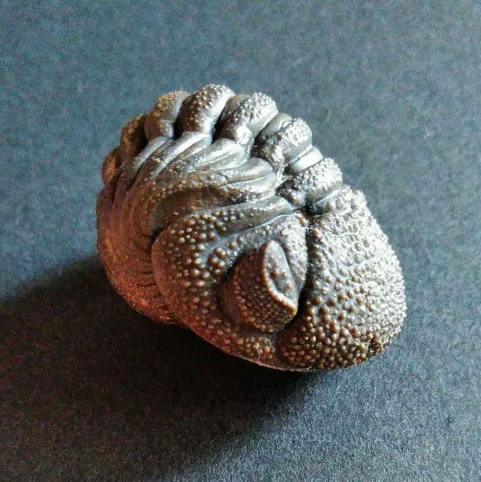 Ｍｏｒｏｃｏｐｓ ｆｏｒｔｅｙｉ