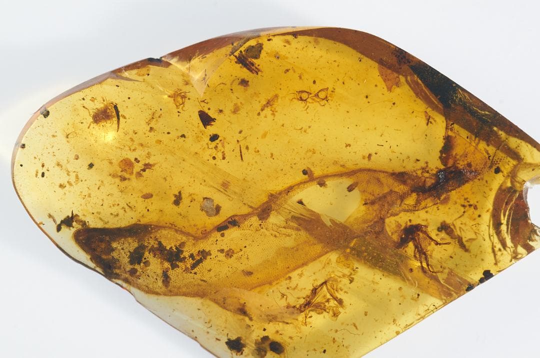 レア極上品 PA0084虫入り琥珀化石　ミャンマーカムティかタナイ9900万年前