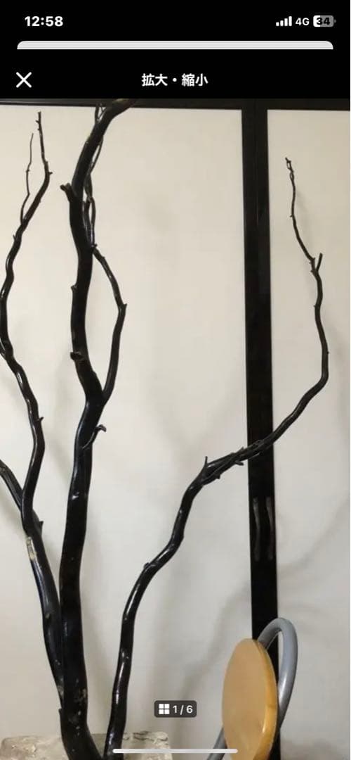 海松　深海松　ブラックコーラル