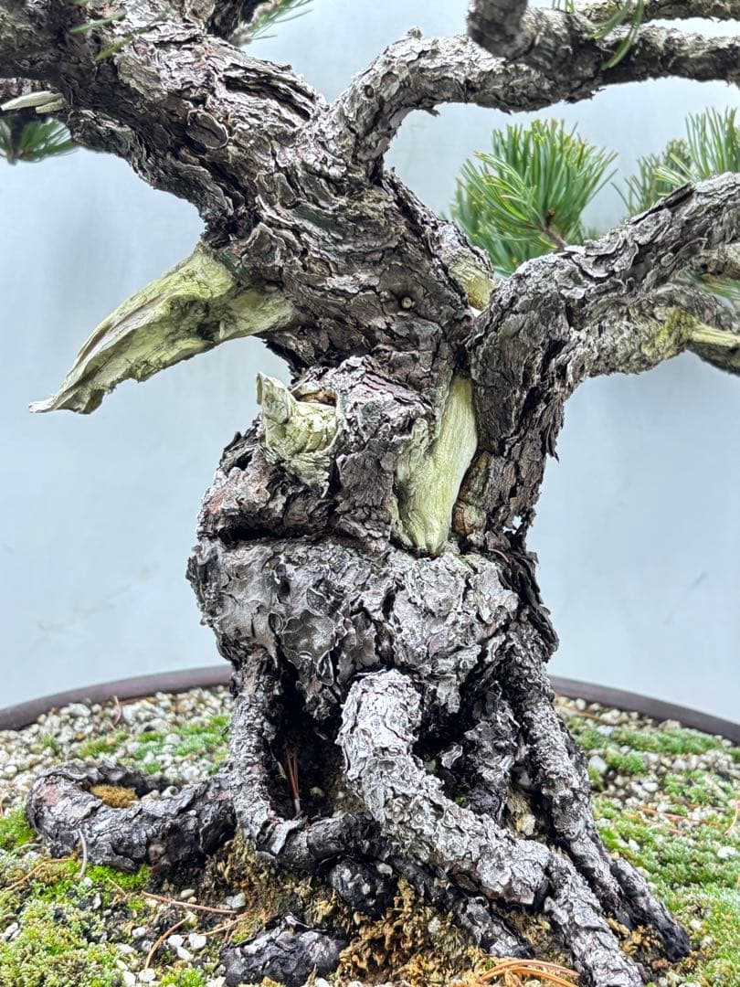 [大阪] 五葉松 盆栽❣️❣️❣️