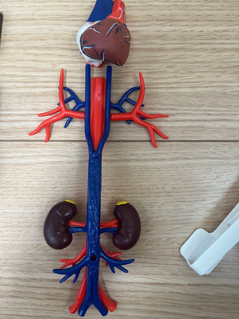 おしゃべりガイコツ　ホネッキー