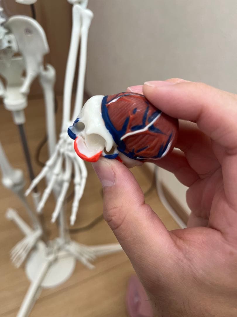 おしゃべりガイコツ　ホネッキー