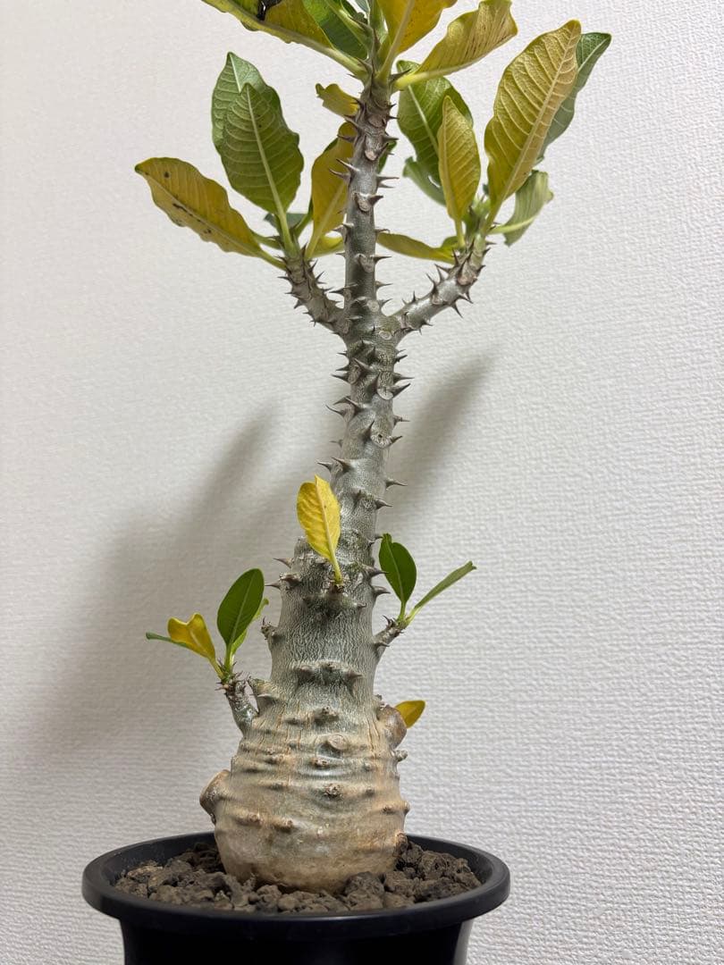 開花株　パキポディウム　ウィンゾリー　有望株