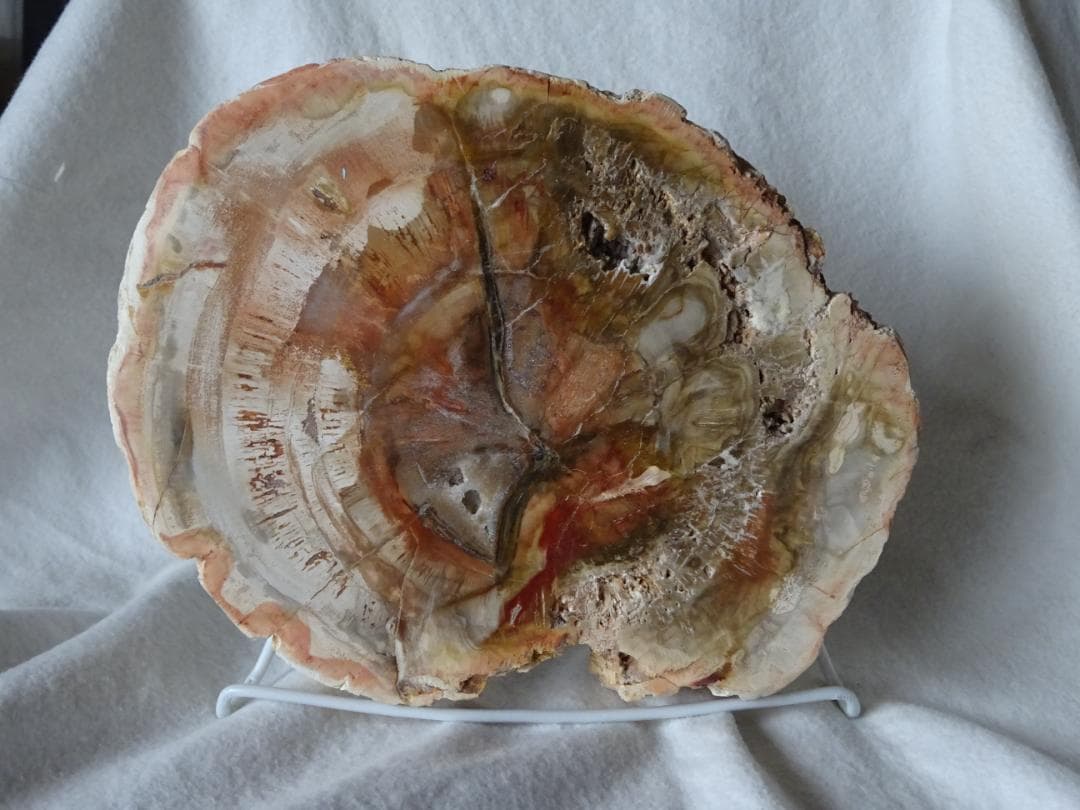 珪化木・化石・天然鑑賞石