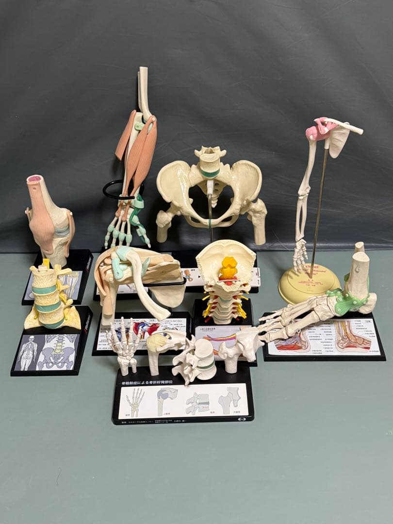 人体模型セット 2個 手・肩・腰椎・股関節のセット　腰椎