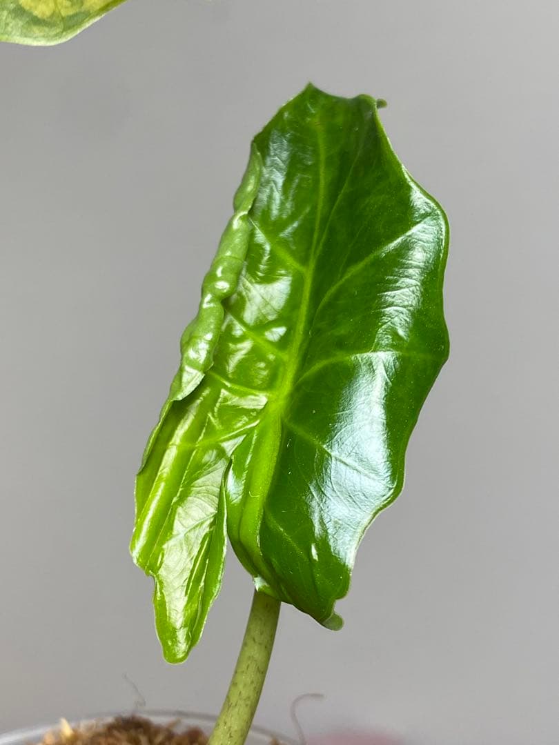 自*間様 【超希少‼️】アロカシア　ポルトドラ/ポルトラ　斑入り　オーレア　黄斑