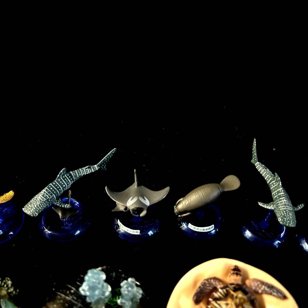 激レア 沖縄美ら海水族館 カプセルフィギュアコレクション