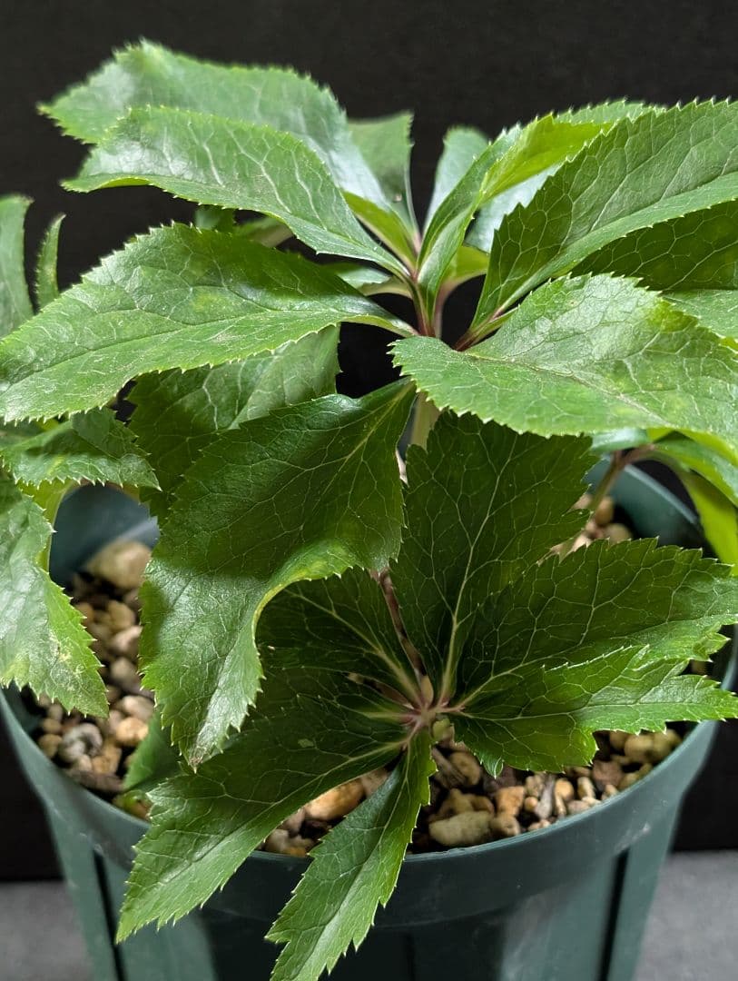 ✭クリスマスローズ:広瀬園芸•　【リバーシブル　ピンクベイン　オーレア 】