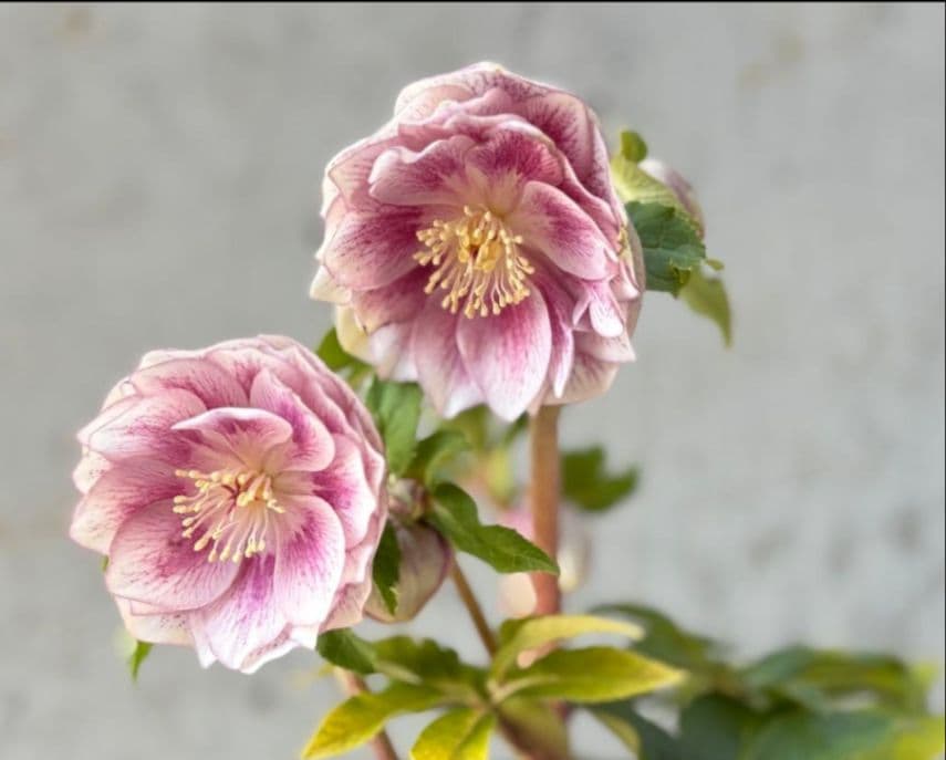 ✭クリスマスローズ:広瀬園芸•　【リバーシブル　ピンクベイン　オーレア 】