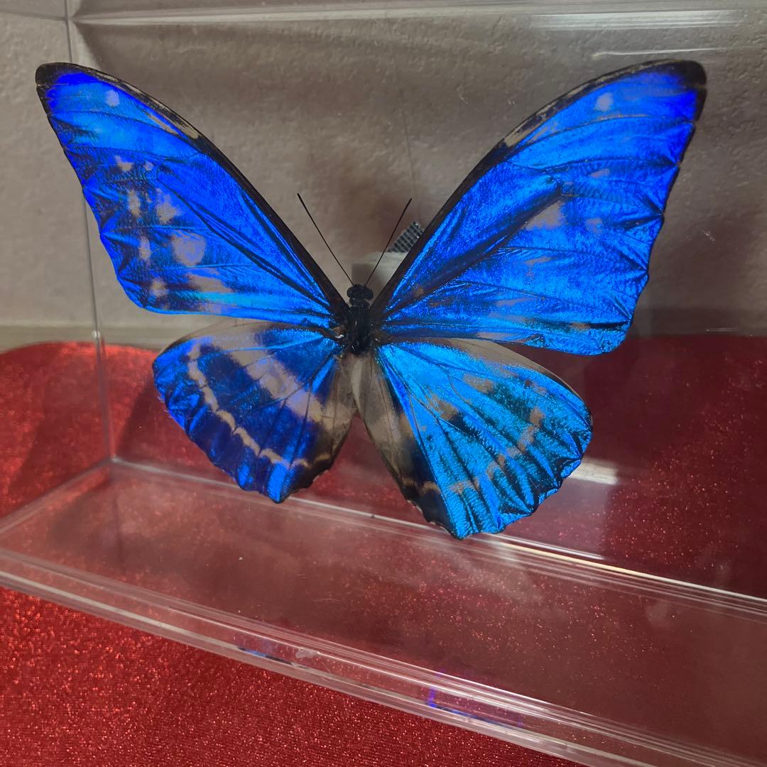 キプリスモルフォ♂ （透明横開きケース入り）