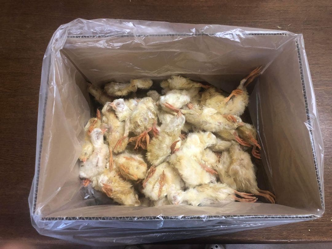 業界最安値‼️冷凍ヒヨコ300羽