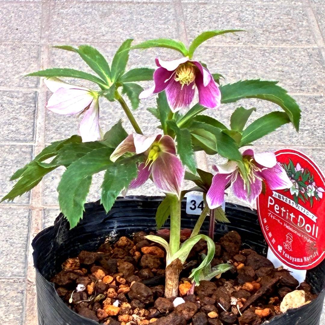 も*子様 3423☘️花、タグ付き☘️⭐️プチドール⭐️超小輪コンパクト⭐️色抜