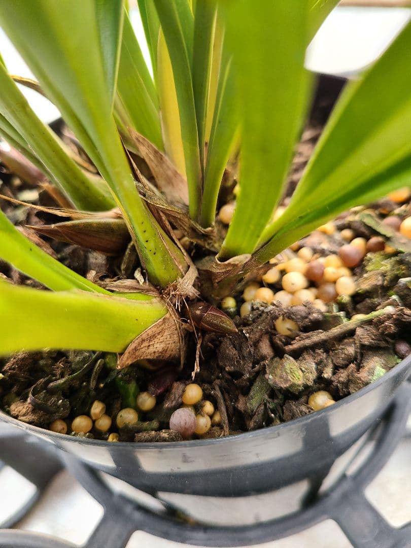 ミスマフェット。花芽合計27個。5鉢セット。蜜蜂誘引蘭。日本蜜蜂