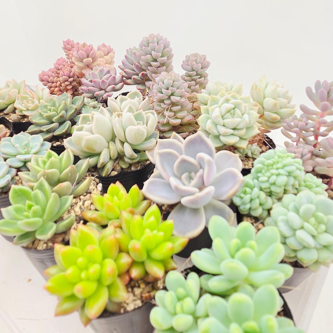 ②全15苗 つぶつぶ屋さん クラッカー❣️あられ❣️ピノチオ❣️発根済ネコポス込