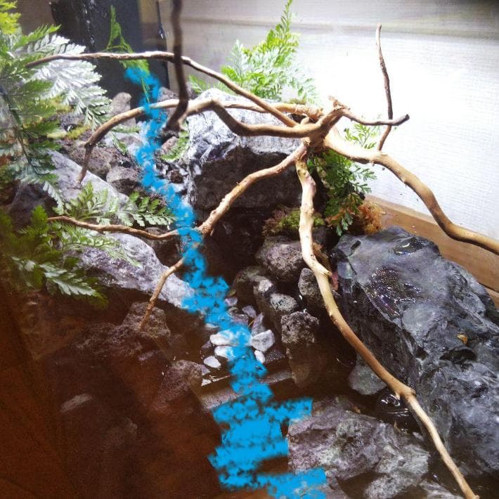 【受注生産】６0センチ水槽アクアテラリウム　イモリウム　苔テラリウム　テラリウム