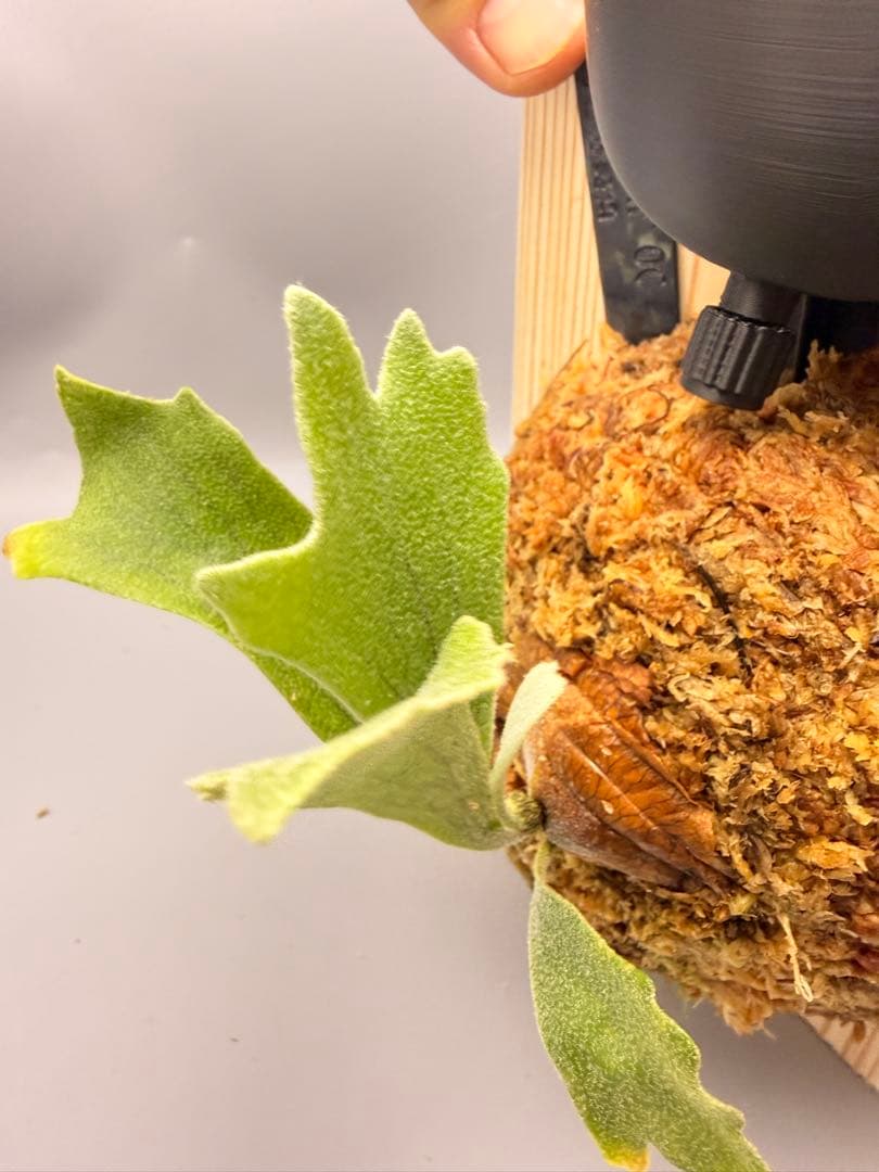 AIRITO　ビカクシダ　P. Willinckii 'Spur' OC