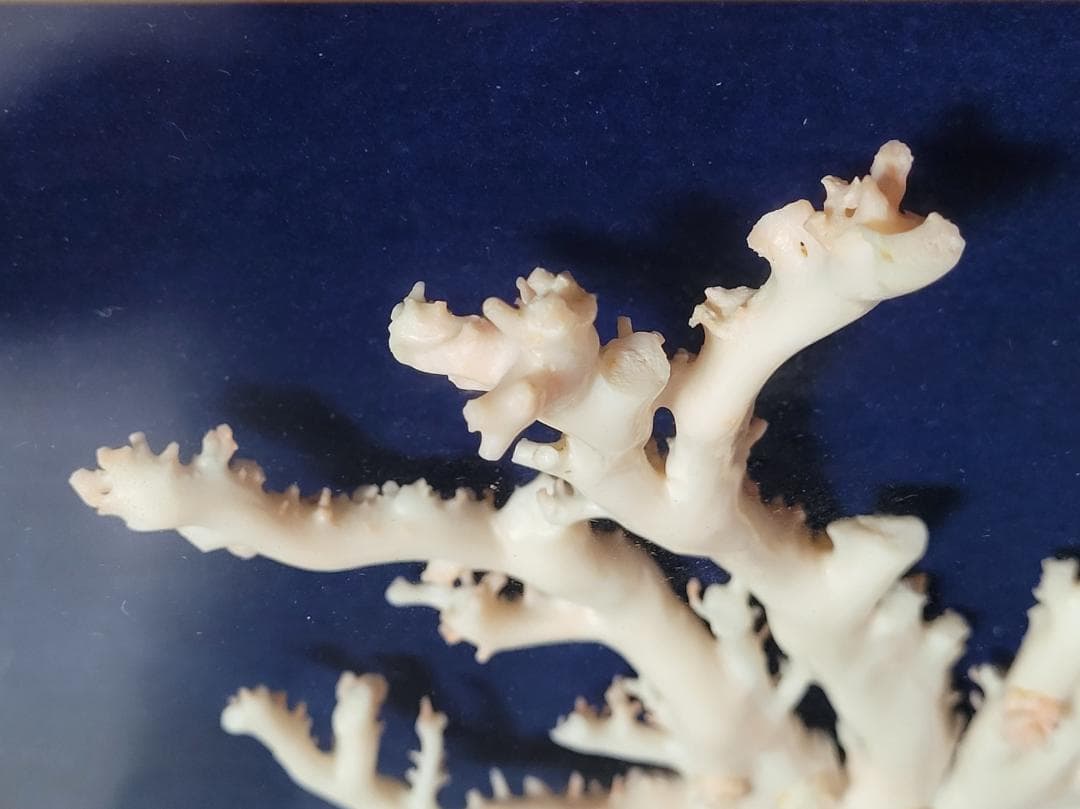 天然希少材料 彫刻 額装 壁飾 置物 横幅約55.8cm