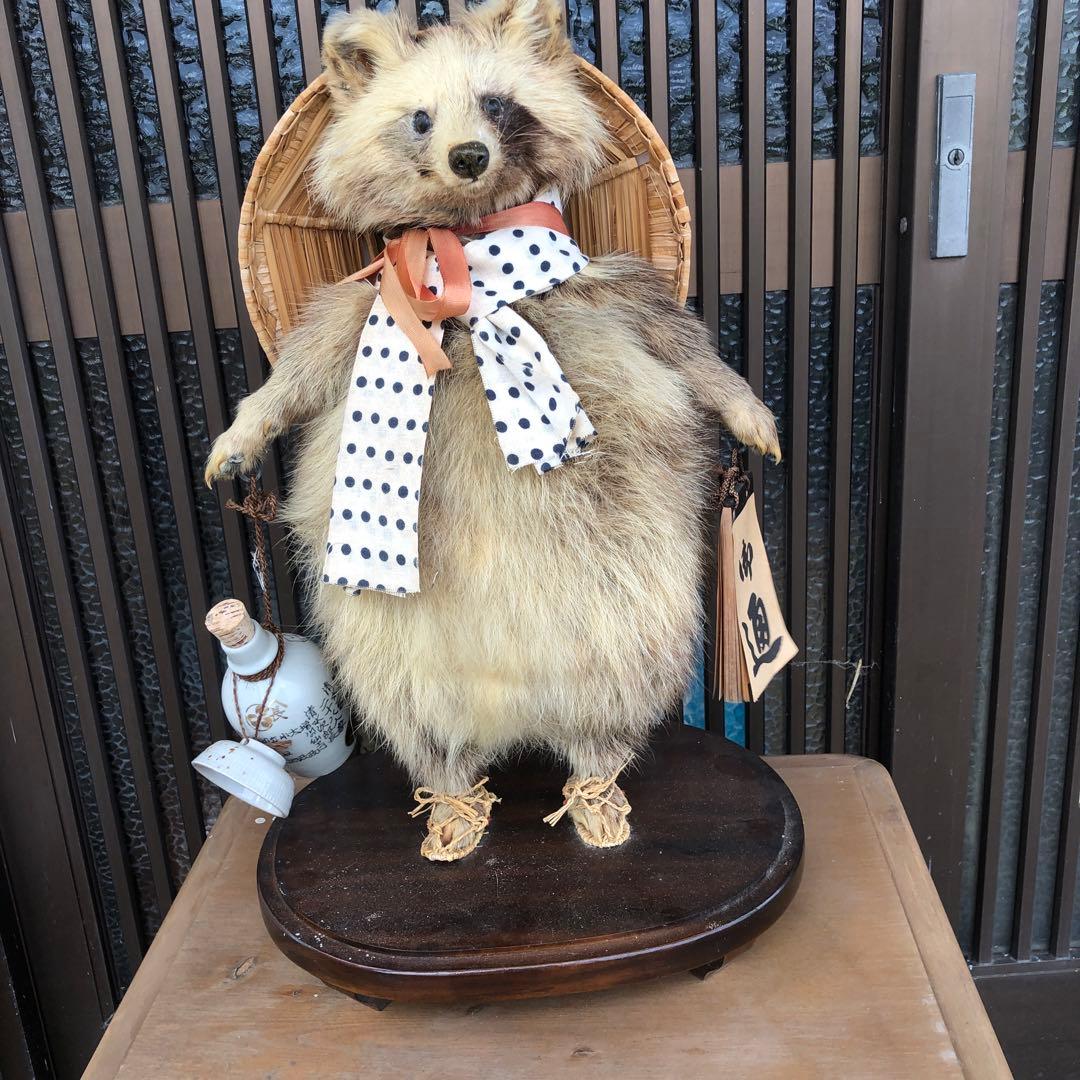 たぬきの剥製、